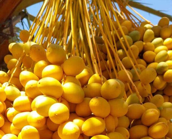 Barhi-Dates-Gaara-0005