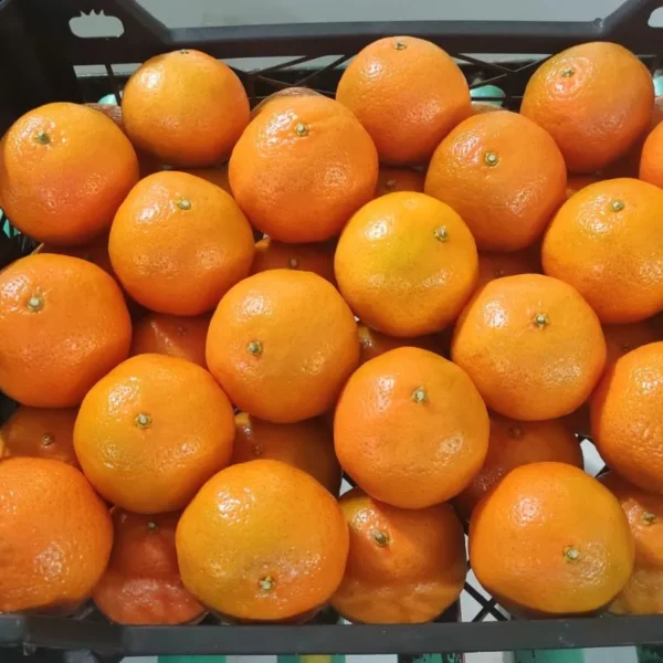 Celementine-Fruit-Link-Export-Mandarins-Egypt-2024-1-rotated (1)