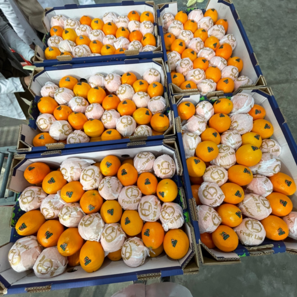 Navel-Late-Lane-Orange-Fruit-Link-Egypt-4
