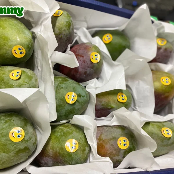 Tommy-Mangoes-FruitLink-Egypt-1-copy